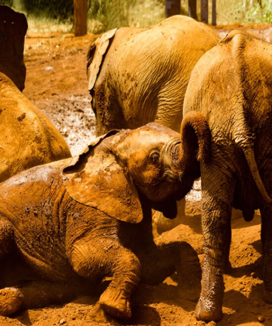 Nairobi National Park and the animal Orphanage