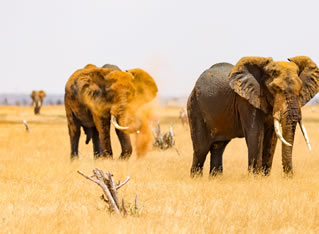 Tsavo west National park