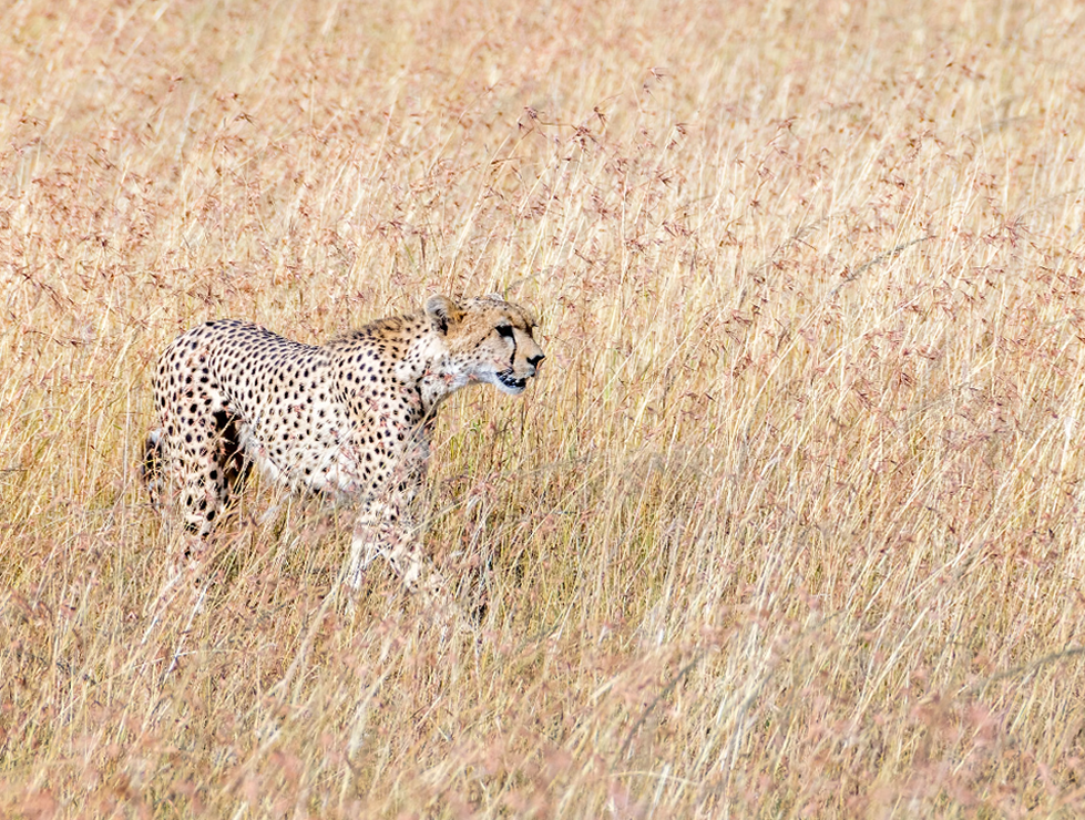 2 Days Nairobi Safari to Masai Mara_5