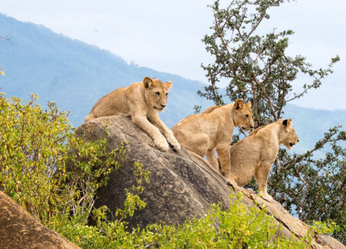 2 Days Tsavo East and West Mombasa Safari