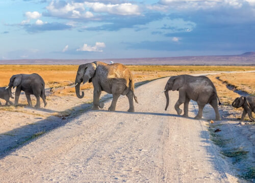 6 DAYS TSAVO & AMBOSELI SAFARI HOLIDAY PACKAGE