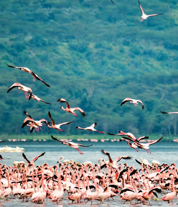 Lake Nakuru National Park