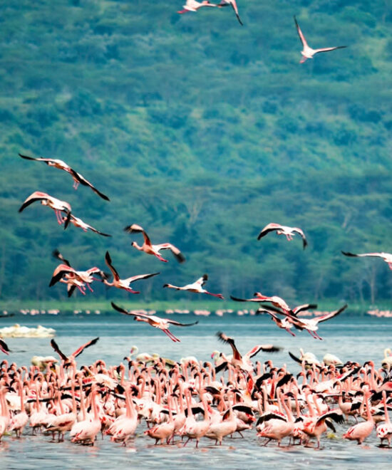 Full Day Tour - Rift Valley and Lake Nakuru