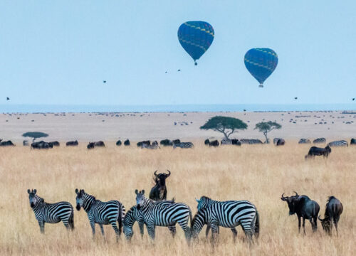 8 Days Great Kenya Safaris