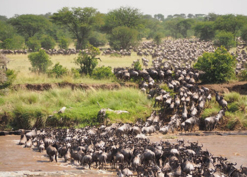 6 Days Masai Mara,  Lake Nakuru, Lake Bogoria and Lake Baringo Safari