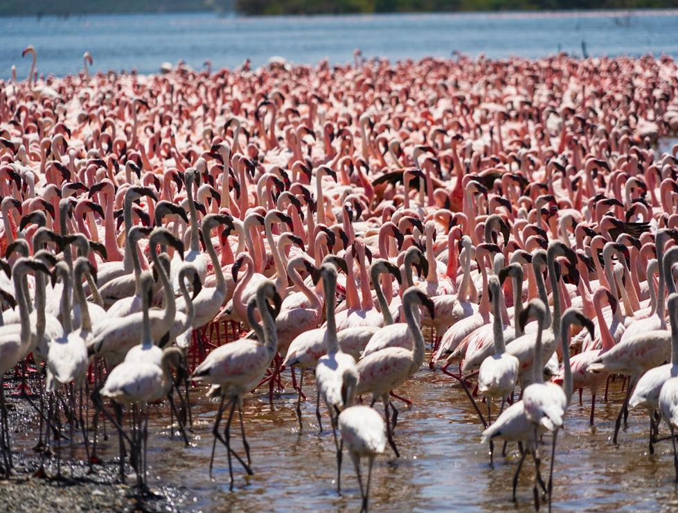 6 Days Masai Mara, Lake Nakuru, Lake Bogoria and Lake Baringo Safari