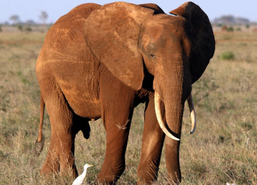 3 Days Tsavo East and Tsavo West Mombasa Safari