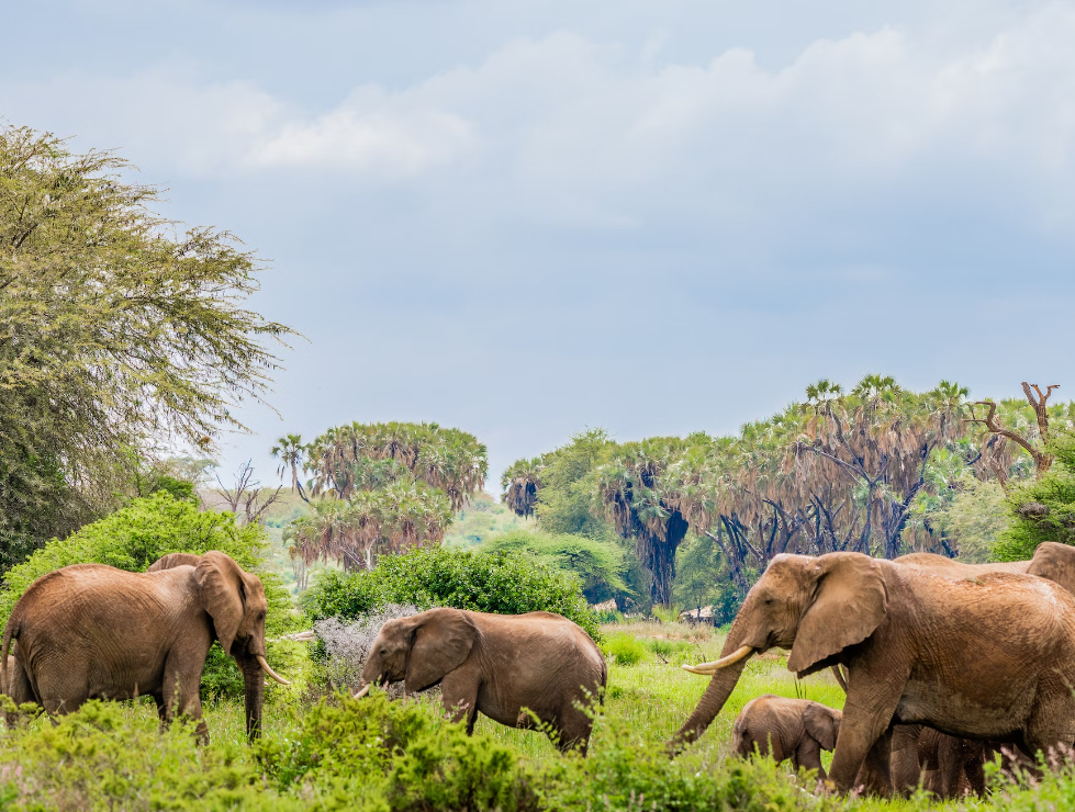 Samburu National Reserve