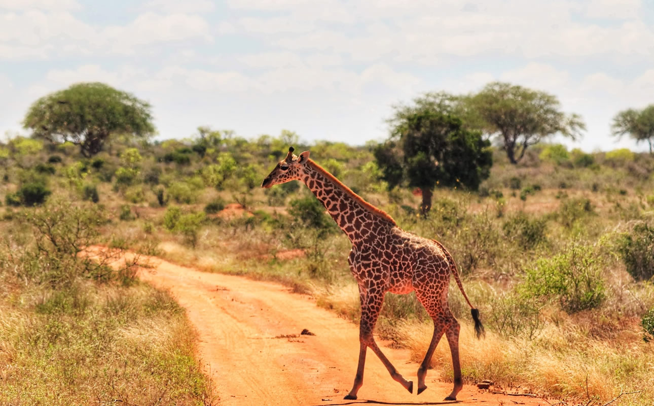 Tsavo East National Park